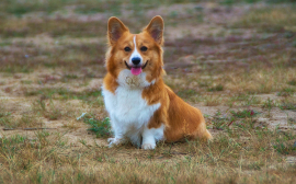 Demand for the Queen Elizabeth's favourite corgi dogs hits a new high after her death